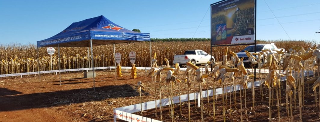 Híbridos da Santa Helena Sementes no Dia de Campo em Chapadão do Céu/GO