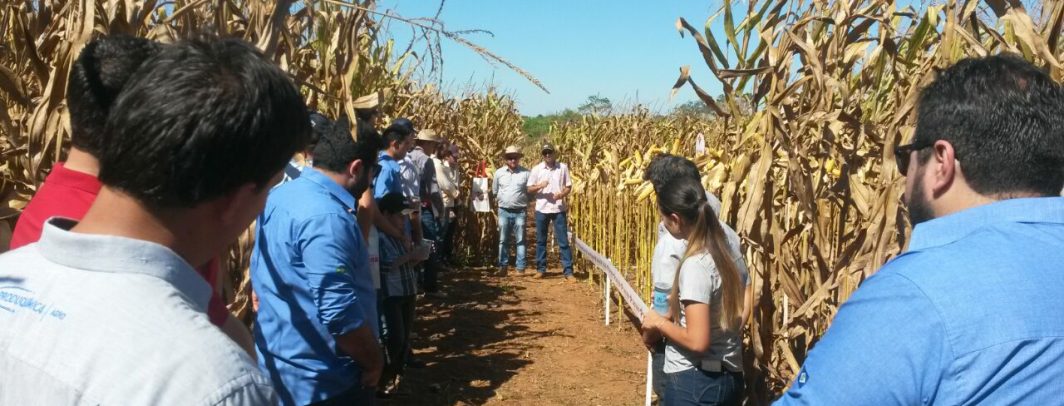 Dia de campo em Matupá (MT)